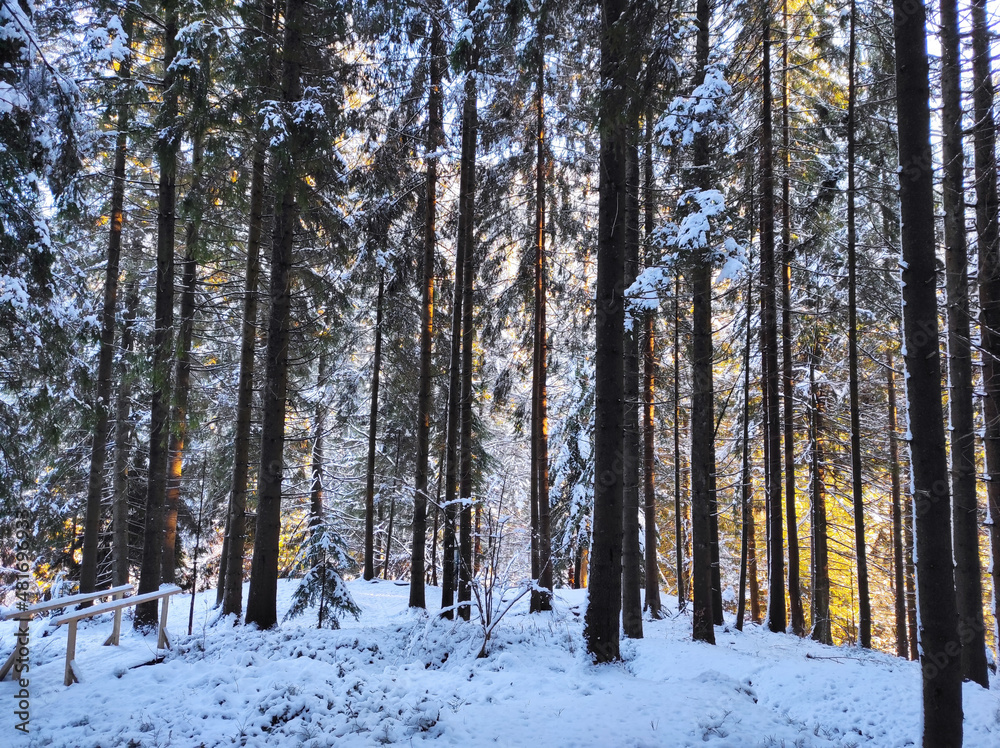 Fototapeta premium huge fir trees at sunset. winter forest in the snow on a cold day