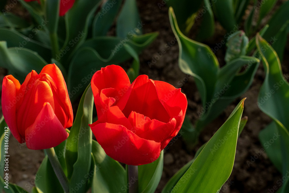Naklejka premium tulipano 