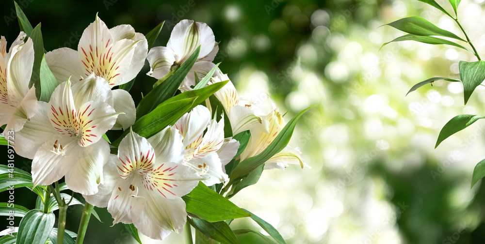 Fototapeta premium Alstroemeria branch with white flowers and leaves on a green spring blurred garden background. Horizont.