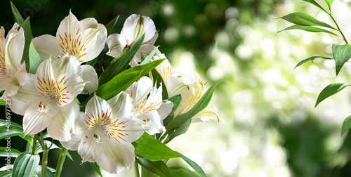 Alstroemeria branch with white flowers and leaves on a green spring blurred garden background. Horizont. photo