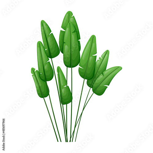 A set or bundle of tropical leaves from a house bird of paradise plant.