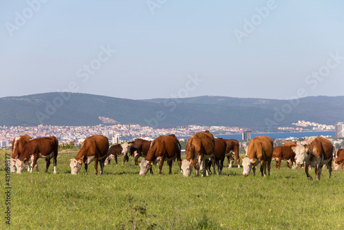 Free grazing of a herd of cows in a meadow near the resort coast of Sunny Beach. Meat and dairy industry in Bulgaria. Hereford breed of cattle.