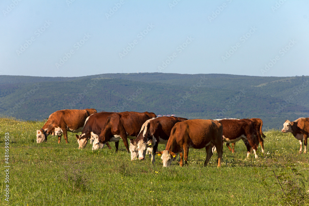 Free grazing of a herd of cows in a meadow near the resort coast of Sunny Beach. Meat and milk industry in Bulgaria. Hereford breed of cattle.