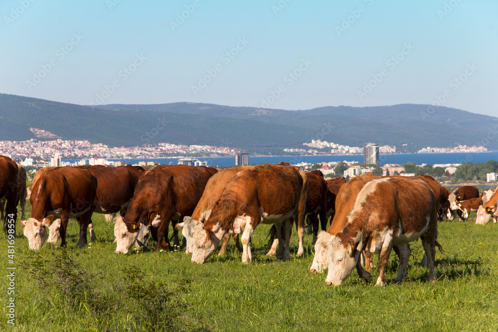 Free grazing of a herd of cows in a meadow near the resort coast of Sunny Beach. Meat and milk industry in Bulgaria. Hereford breed of cattle. Free grazing of a herd of cows in a meadow near the resort coast of Sunny Beach. Meat and milk industry in Bulgaria. Hereford breed of cattle.