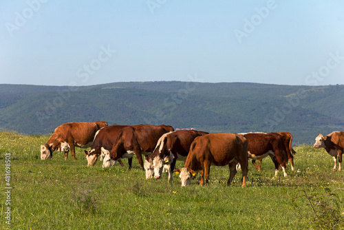 Free grazing of a herd of cows in a meadow near the resort coast of Sunny Beach. Meat and milk industry in Bulgaria. Hereford breed of cattle.