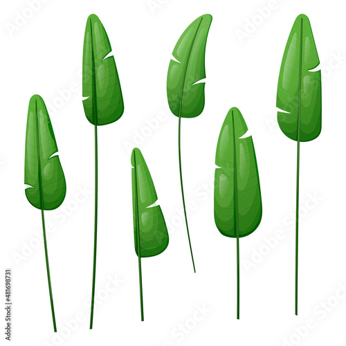 A set or bundle of tropical leaves from a house bird of paradise plant.