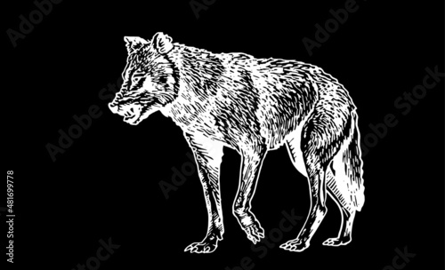 Graphical portrait of wolf on black background,vector illustration