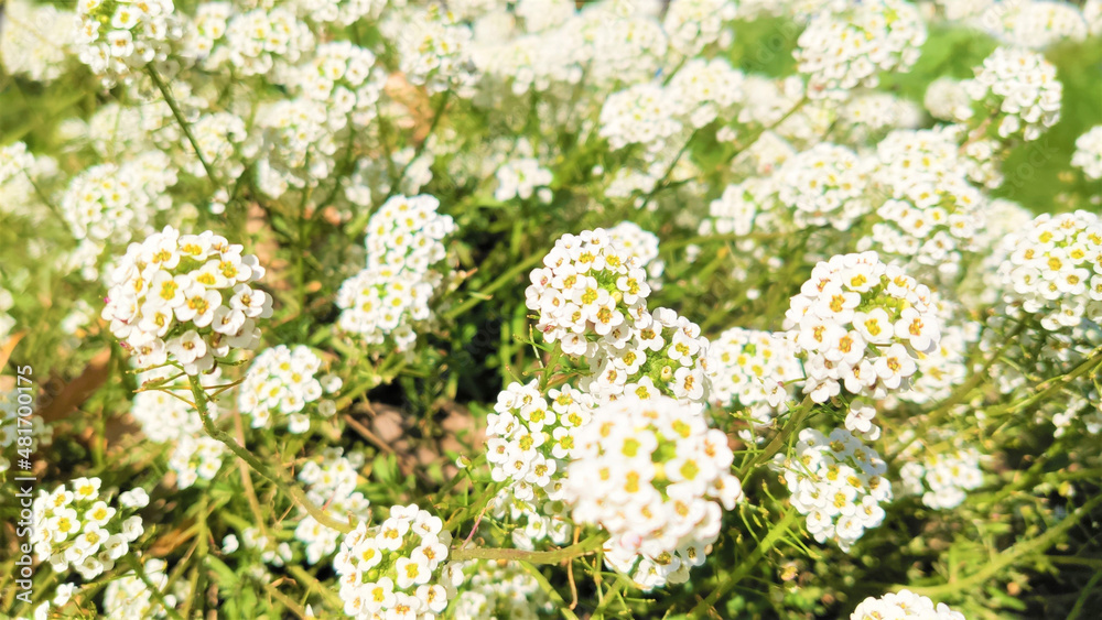 Spring white wildflowers. Ground cover, top view. Suitable for backgrounds. Spring white wildflowers. Ground cover, top view. Suitable for backgrounds.
