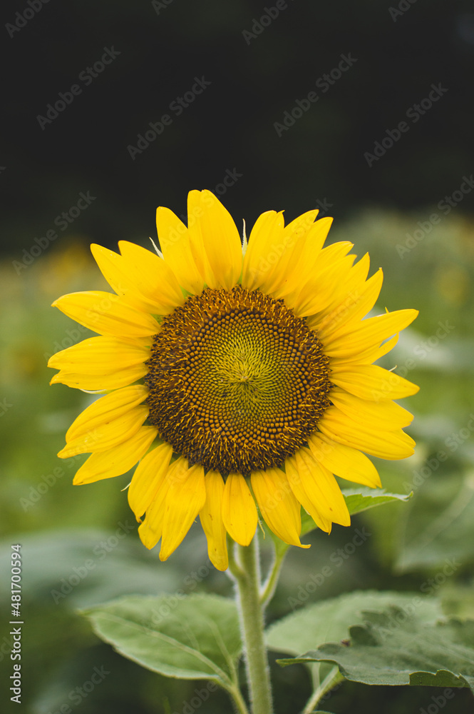 Sunflower Bloom