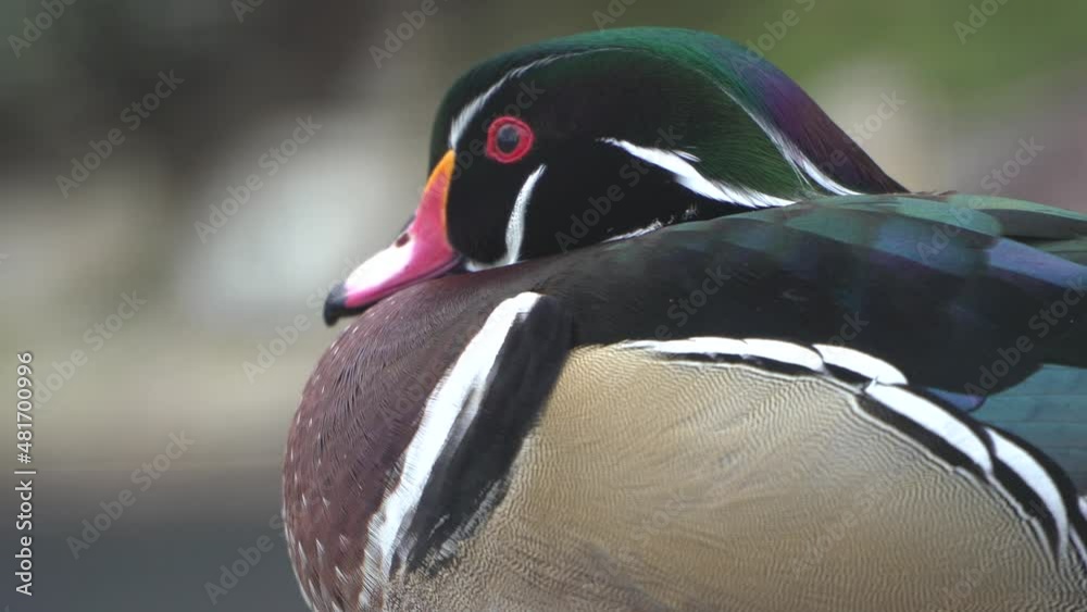 Brautente aix sponsa carolina wood duck canard carolin rec709 original color