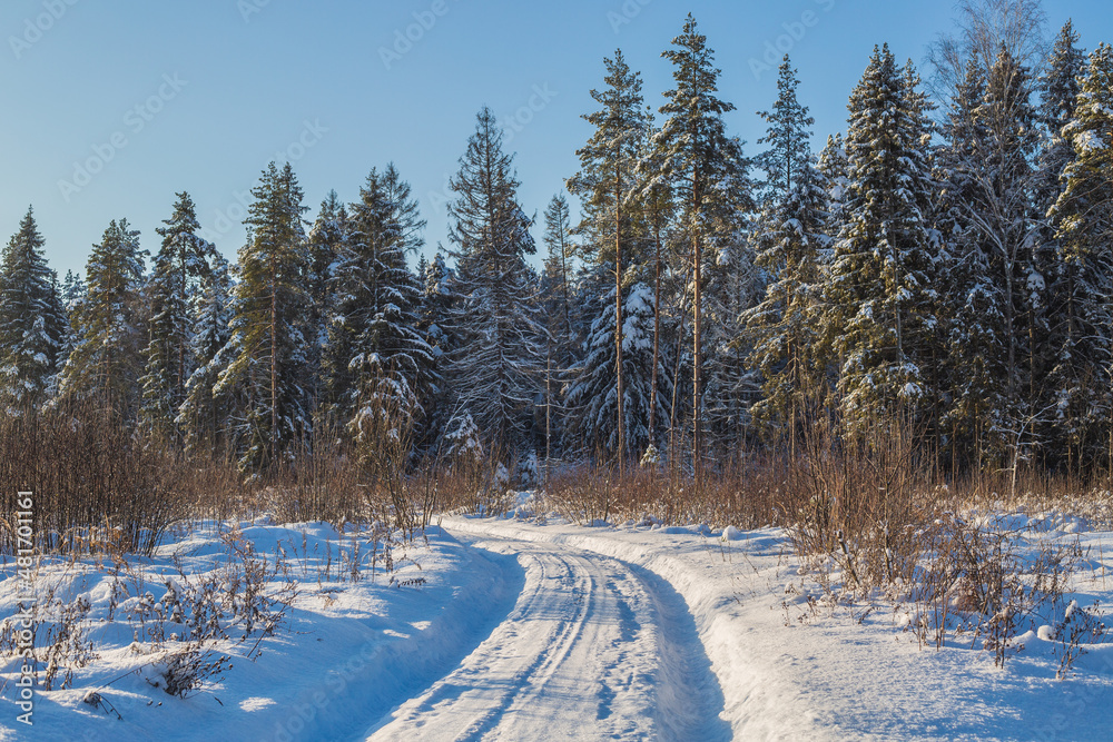 Fototapeta premium winter in the forest