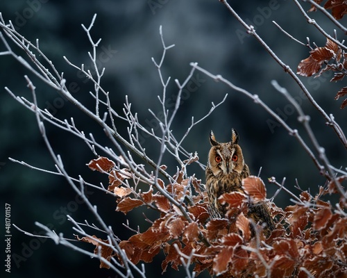 Owl in winter tree