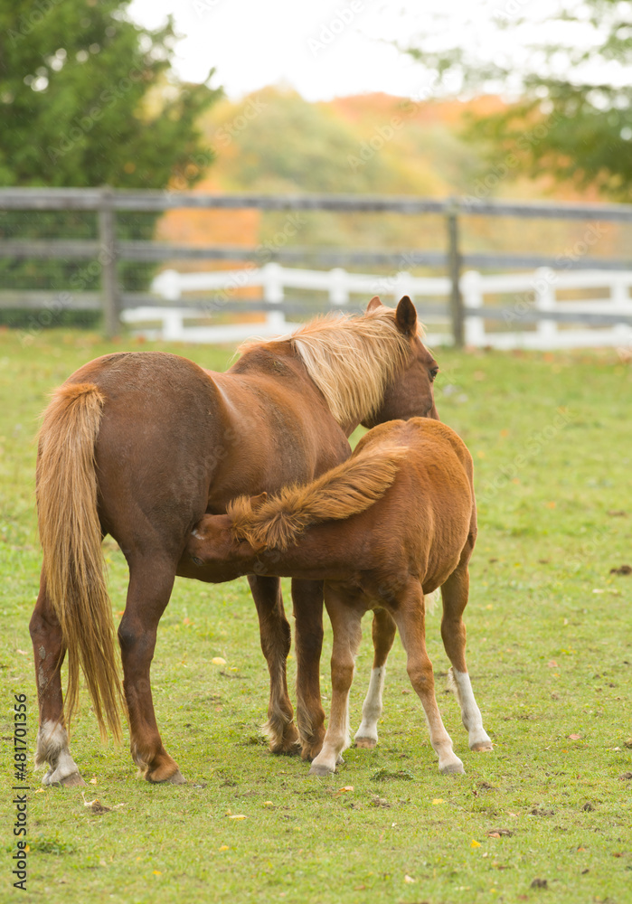 Obraz premium chestnut mare and foal brown with flax mane and tail mother horse with colt or filly baby horse nursing from mare in fenced paddock on rural farm fall leaves in background vertical format space on top