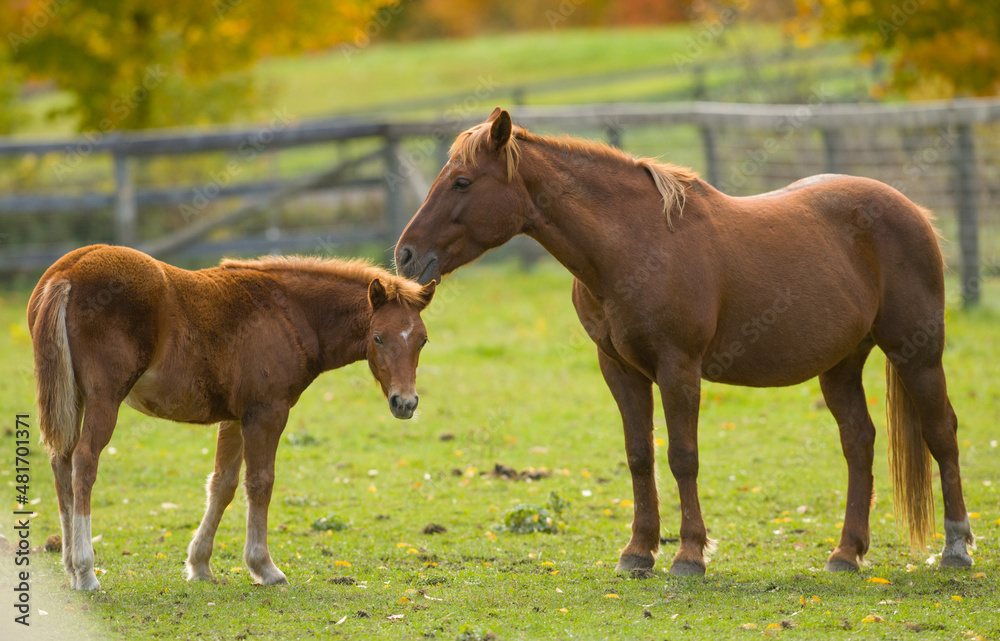chestnut mare and foal brown with flax mane and tail mother horse with colt or filly mare nuzzling foal cute animal pic maternal love equine communication green grass horizontal format room for type chestnut mare and foal brown with flax mane and tail mother horse with colt or filly mare nuzzling foal cute animal pic maternal love equine communication green grass horizontal format room for type