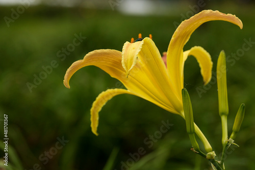 Lírio amarelo também denominados lírios de um dia. Nome cientifico Hemerocallis lilioasphodelus. Essas flores s[o duram um dia. Por isso, 