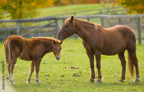 chestnut mare and foal brown with flax mane and tail mother horse with colt or filly mare nuzzling foal cute animal pic maternal love equine communication green grass horizontal format room for type 