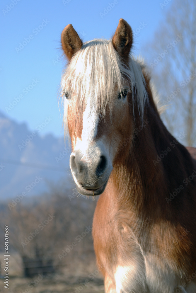 Fototapeta premium portrait of a horse