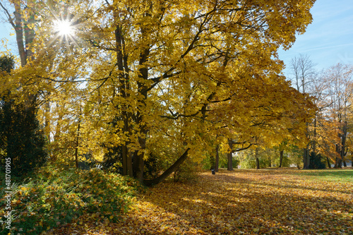 Fototapeta Naklejka Na Ścianę i Meble -  Herbststimmung Schlossparkt Sonne mit Herbstlaub Coburg Hofgarten