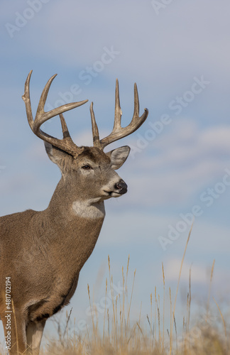 Whitetail Deer Buck in Colorado in Autumn