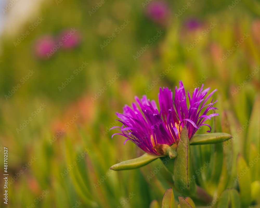 Pink and Green Succulent Flower on the beach Pink and Green Succulent Flower on the beach