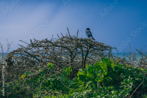 Bird sitting on a bush in front of a blue sky