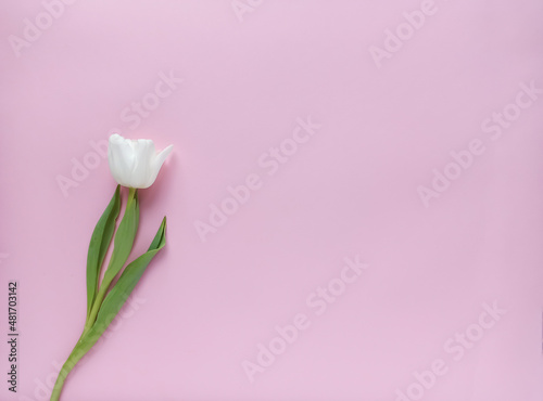 A white tulip on a pink background. Gentle greeting card © foto.katarinka
