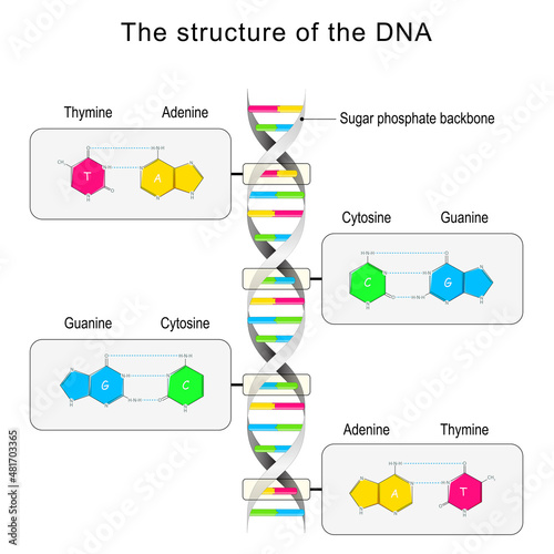 DNA structure. Base pairing and nucleotide photo