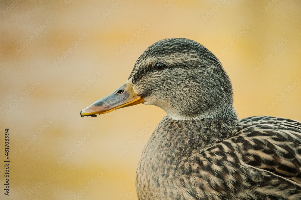Profil de colvert et bokeh tons jaunes 