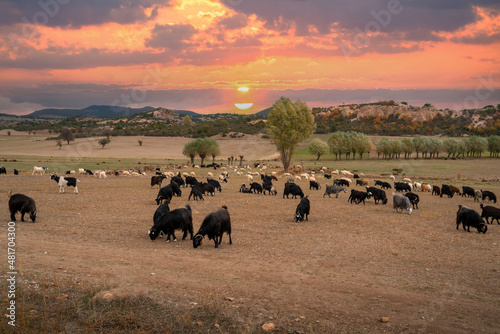Goats grazing on the pasture at sunset from behind the mountains