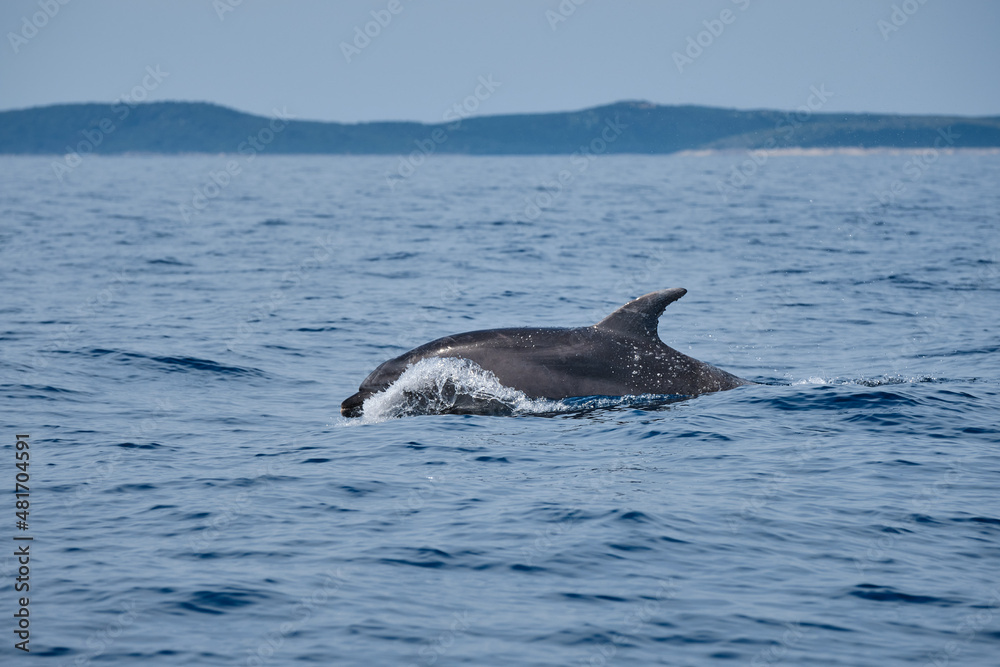 Fototapeta premium dolphin jumping out of water