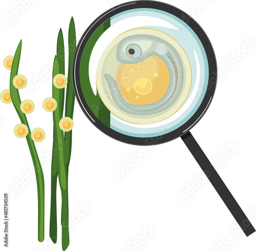 Crucian carp eggs glued to aquatic plant and fish egg (spawn) with embryo under magnifying glass isolated on white background