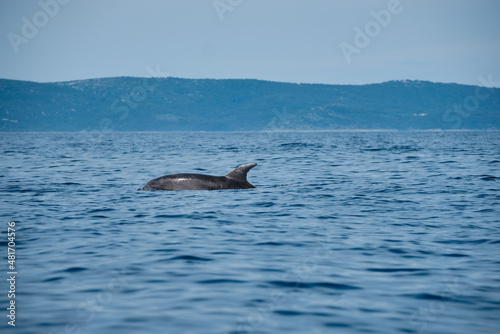 dolphin in the sea near island