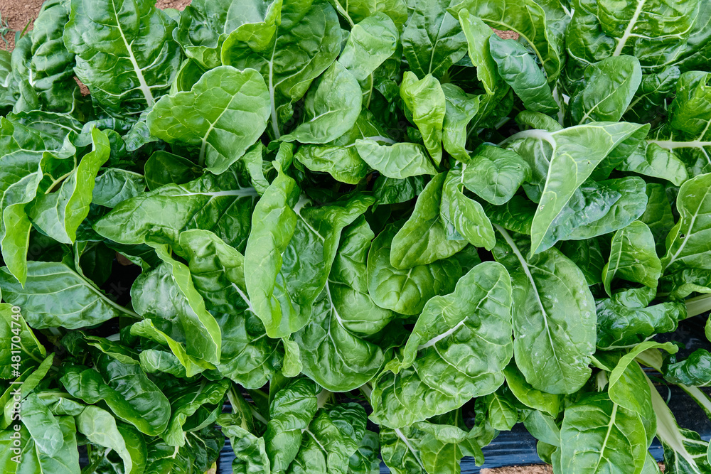 lettuce lettuce