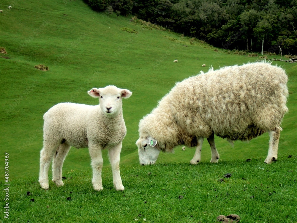 Schafmutter mit Lamm Schafmutter mit Lamm