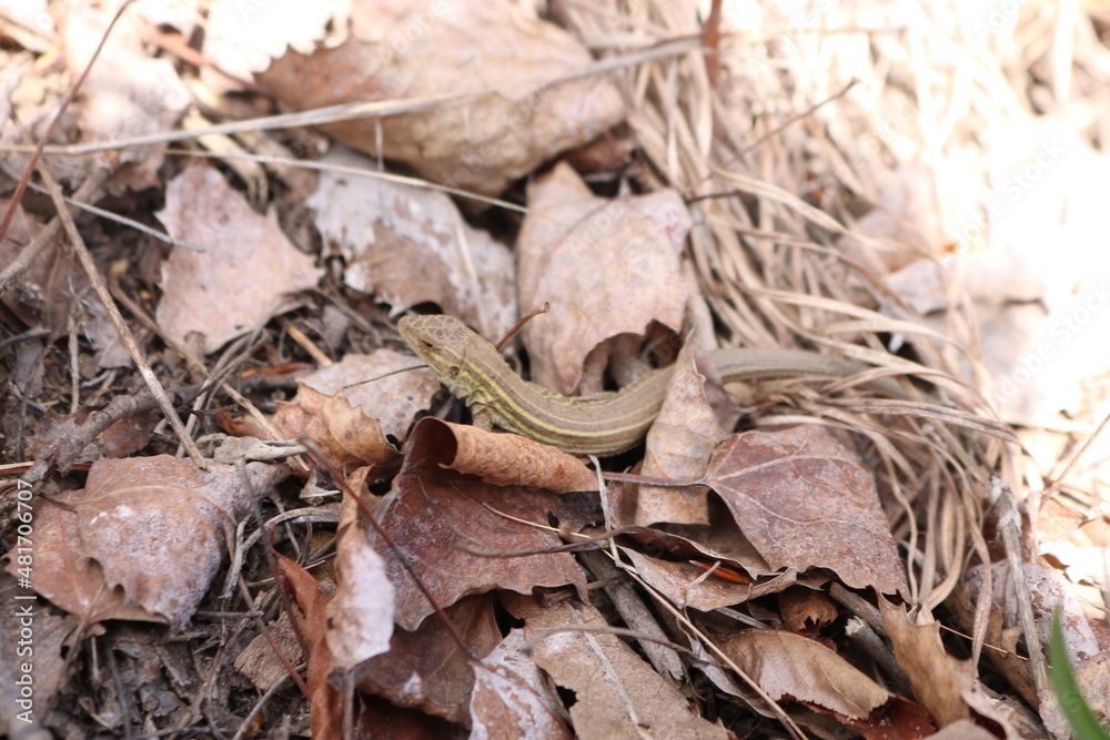 lizard on the ground lizard on the ground