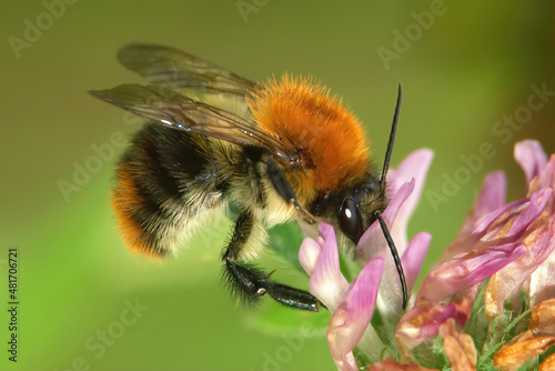 Closeup of a worker common carder bee, Bombus pascuorum, on a pink flower