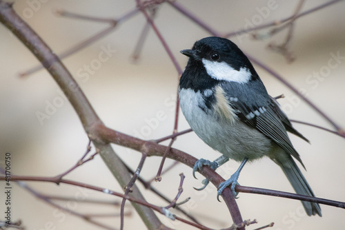 Oiseau mésange noire sur branche en hiver 