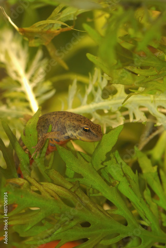 Closeup on a small Portuguese Bosca's newt, Lissotriton boscai , underwater photo