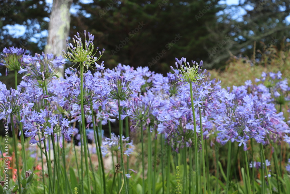 Naklejka premium purple flowers in the garden
