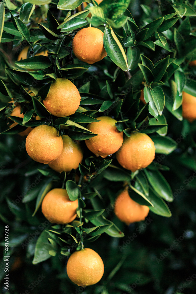 Ripe oranges on a tree in Antalya, Turkey