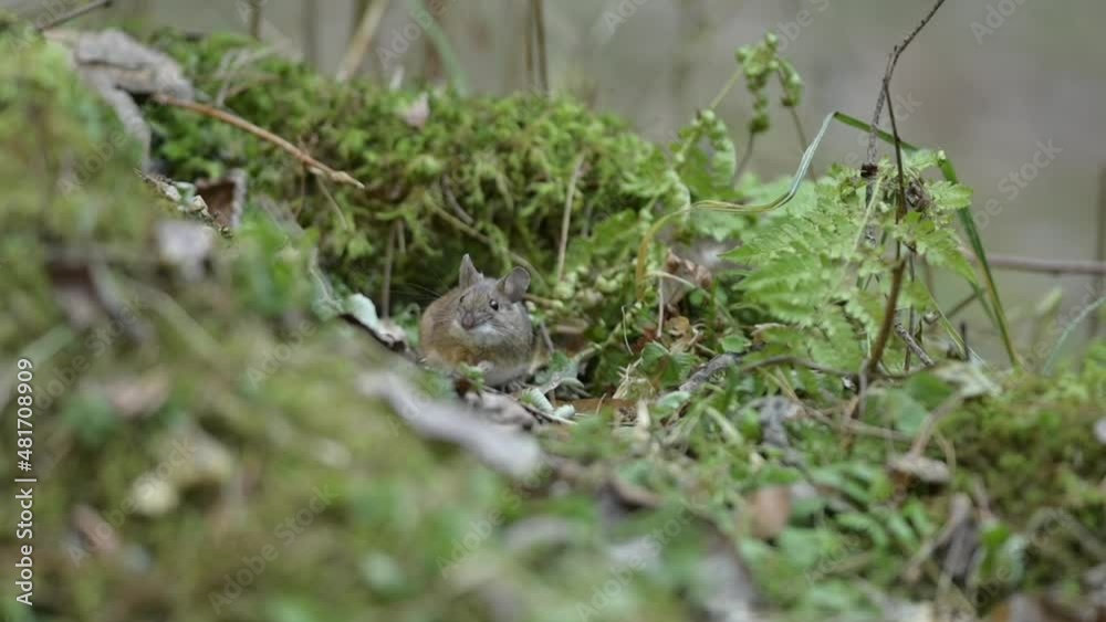 Small Mouse Hidden Among Moss and Leaves in a Natural Forest Habitat Small Mouse Hidden Among Moss and Leaves in a Natural Forest Habitat