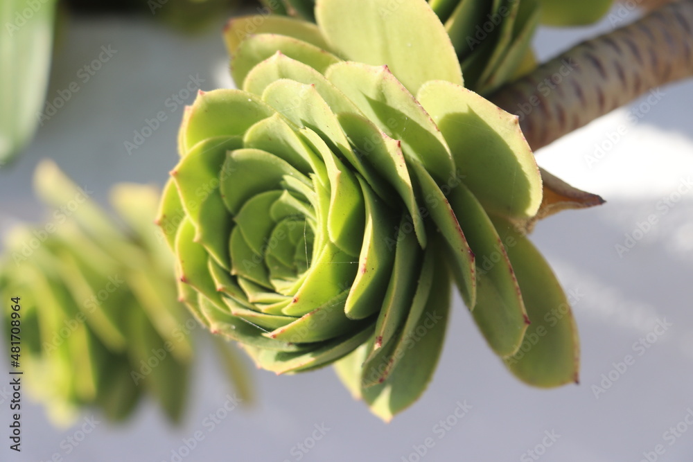 Fototapeta premium succulent plant