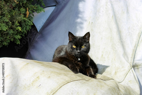 Fototapeta Naklejka Na Ścianę i Meble -  black cat on sunshine