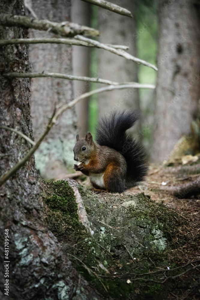 Brown Squirrel in Forest, Graubünden, Switzerland. Brown Squirrel in Forest, Graubünden, Switzerland.