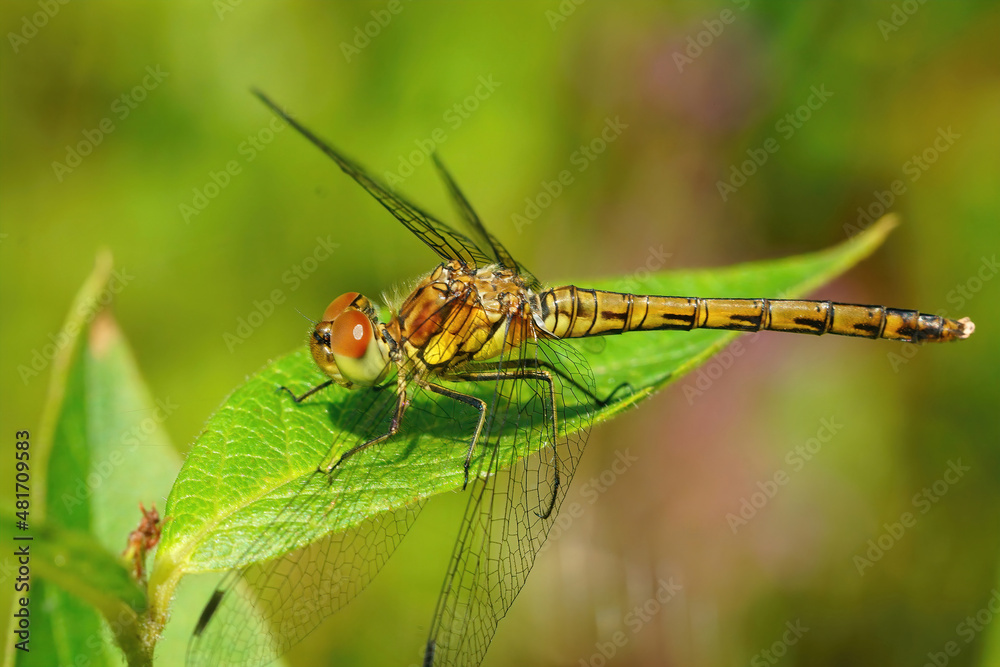 Closeup on a common darter dragonfly, Common Darter sitting on a green leaf Closeup on a common darter dragonfly, Common Darter sitting on a green leaf