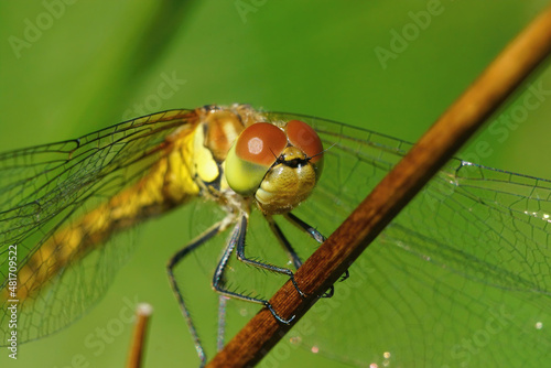 Facial closeup on a common darter dragonfly, Common Darter sitting on a twig © Henk