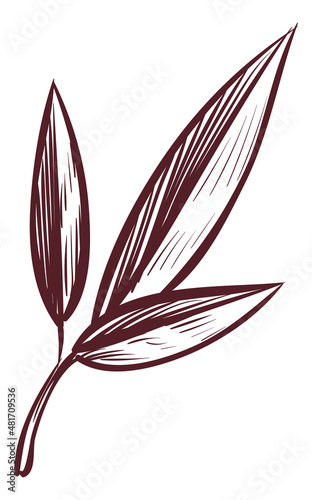 Tree branch engraving. Three leaves in hand drawn style