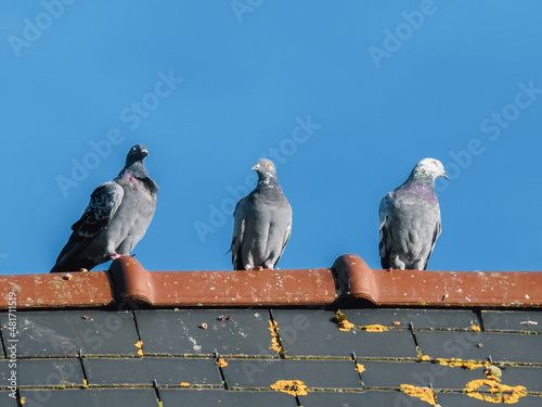 Pigeons sur toiture en terre cuite 