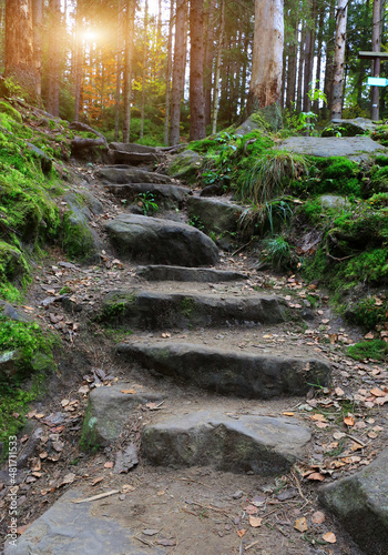 old stairs in forest photo