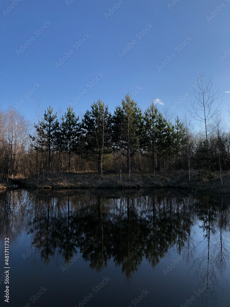 Obraz premium lake & trees